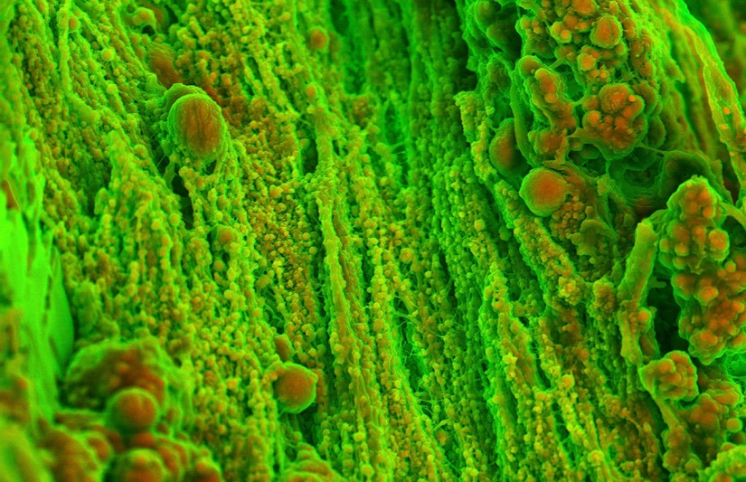 La belleza hechizante del mejor personal científico del año