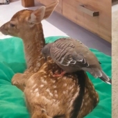La bondad salvará al mundo: cómo una paloma se hizo amiga de un cervatillo huérfano