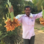 La cúrcuma es el guardián de la salud y la deliciosa nutrición de los hombres. Beneficios de la planta india