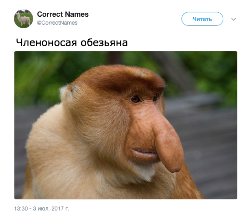 La cuenta de Twitter dio los nombres "correctos" a cosas familiares La cuenta de Twitter dio los nombres "correctos" a cosas familiares