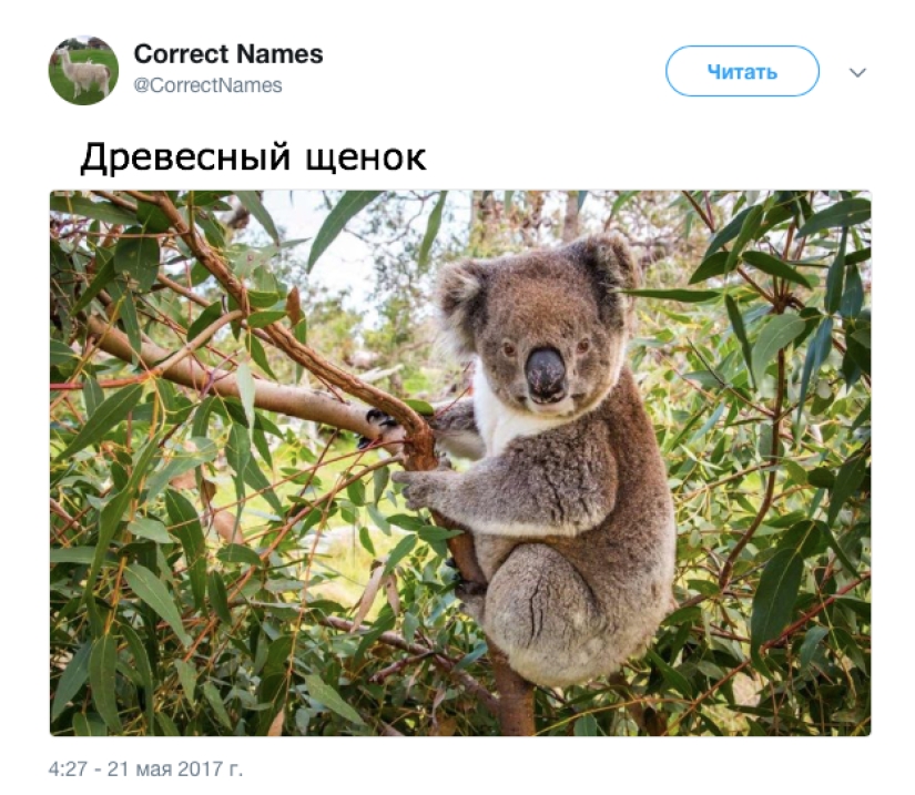 La cuenta de Twitter dio los nombres "correctos" a cosas familiares La cuenta de Twitter dio los nombres "correctos" a cosas familiares