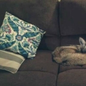 La esposa arrastró al coyote a casa y le preguntó a su esposo si era posible dejarlo