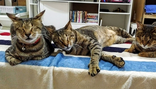 La familia de gatos ciegos finalmente ha encontrado un hogar La familia de gatos ciegos finalmente ha encontrado un hogar