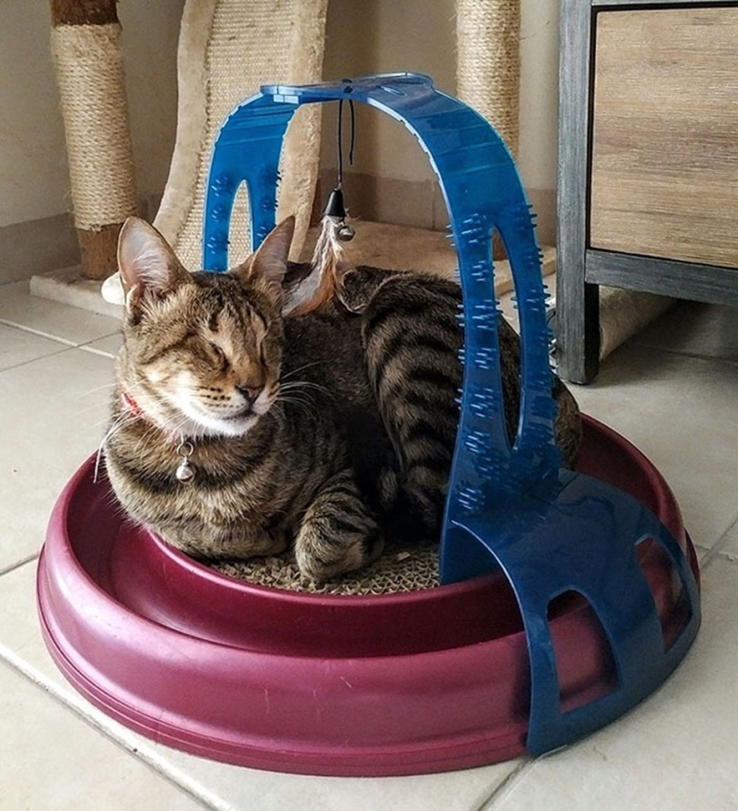 La familia de gatos ciegos finalmente ha encontrado un hogar