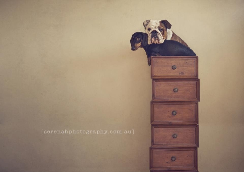 La fotógrafa Serena Hodson y sus amigos de cuatro patas