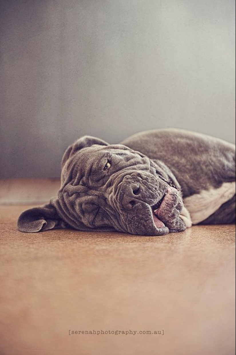 La fotógrafa Serena Hodson y sus amigos de cuatro patas