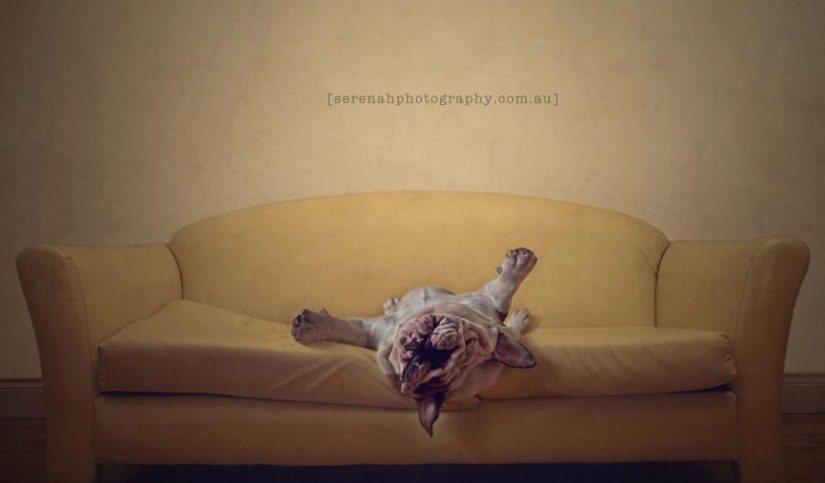 La fotógrafa Serena Hodson y sus amigos de cuatro patas