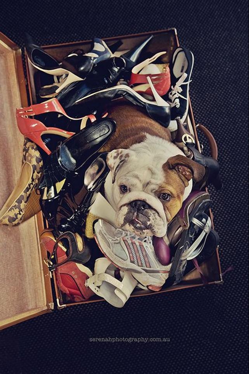 La fotógrafa Serena Hodson y sus amigos de cuatro patas