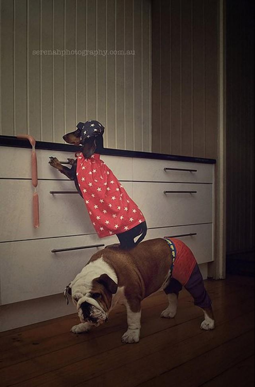 La fotógrafa Serena Hodson y sus amigos de cuatro patas