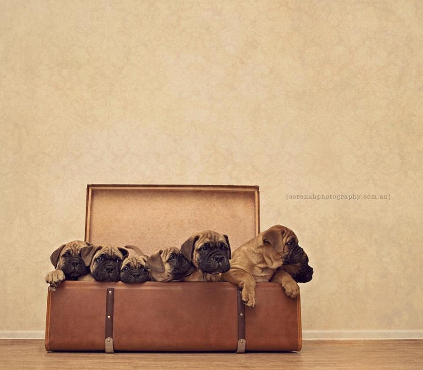 La fotógrafa Serena Hodson y sus amigos de cuatro patas