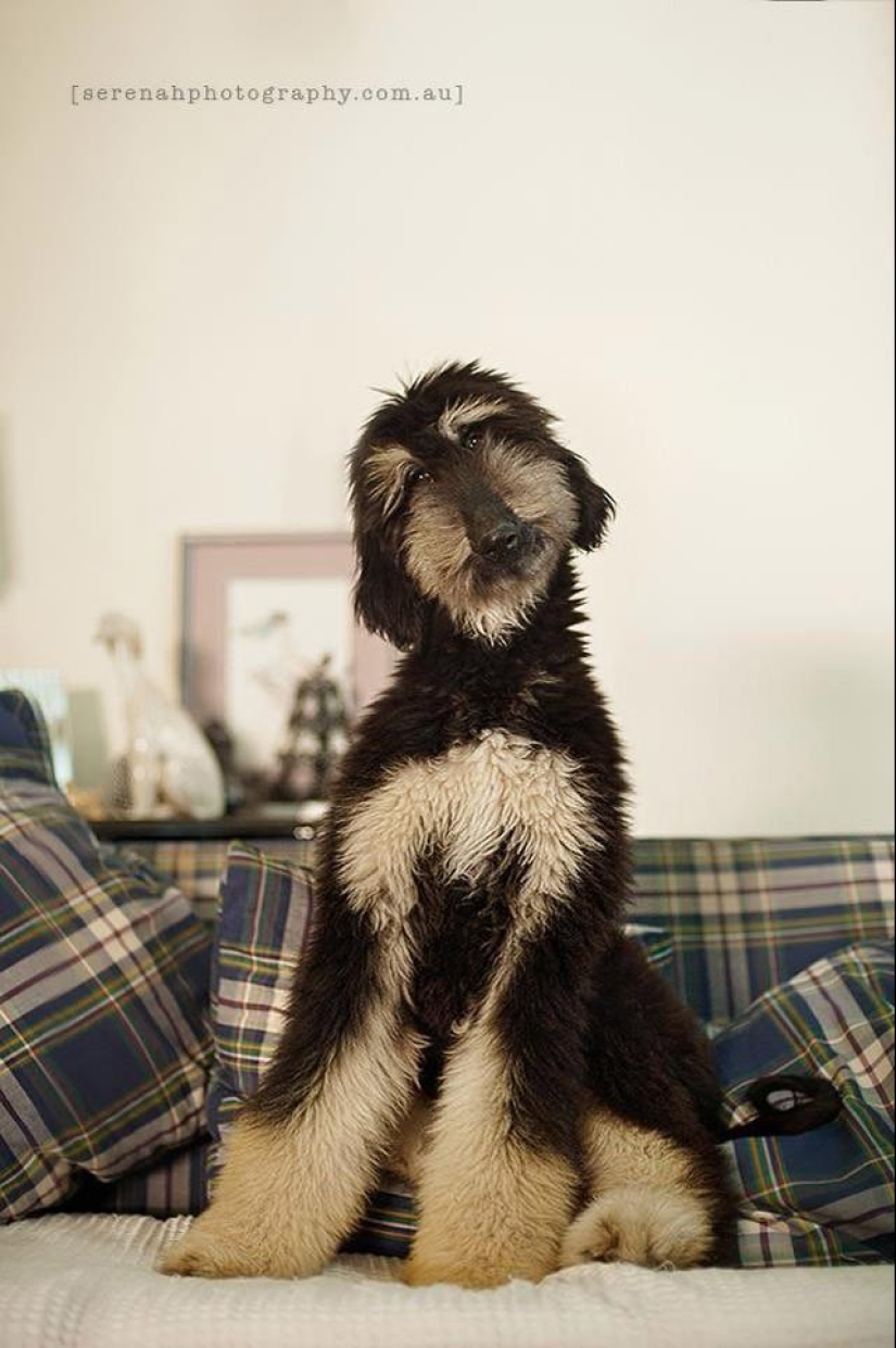 La fotógrafa Serena Hodson y sus amigos de cuatro patas