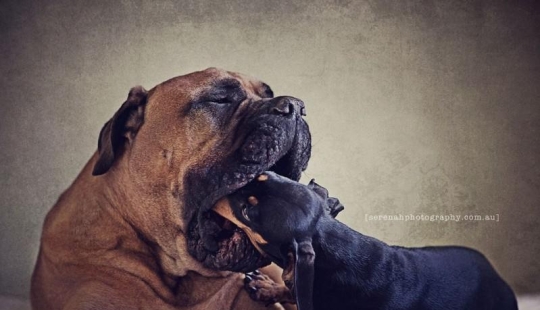 La fotógrafa Serena Hodson y sus amigos de cuatro patas