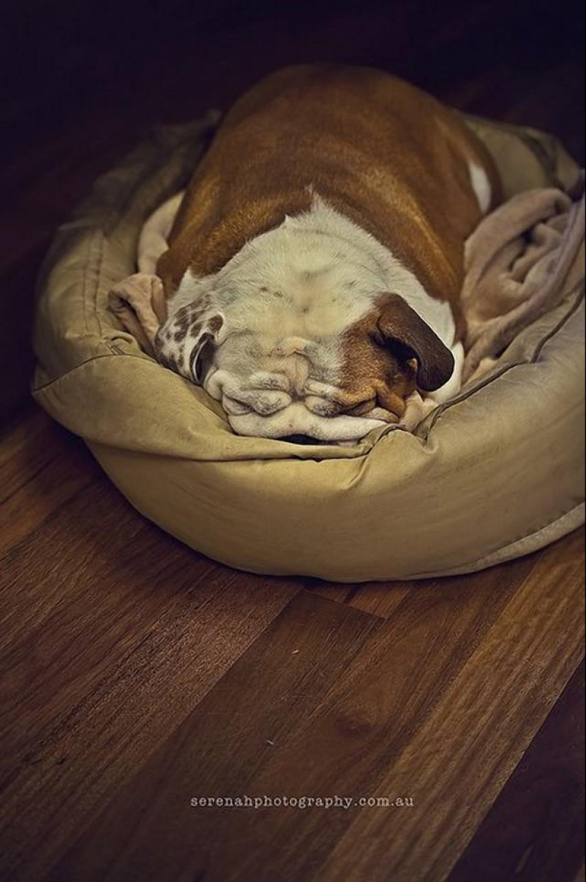 La fotógrafa Serena Hodson y sus amigos de cuatro patas