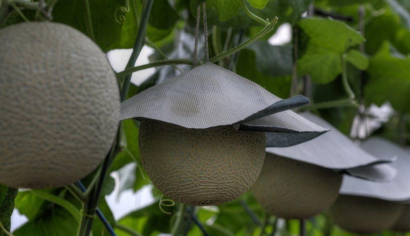 La frutería más cara del mundo La frutería más cara del mundo