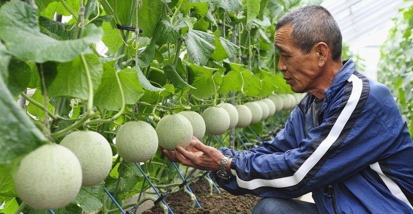 La frutería más cara del mundo La frutería más cara del mundo