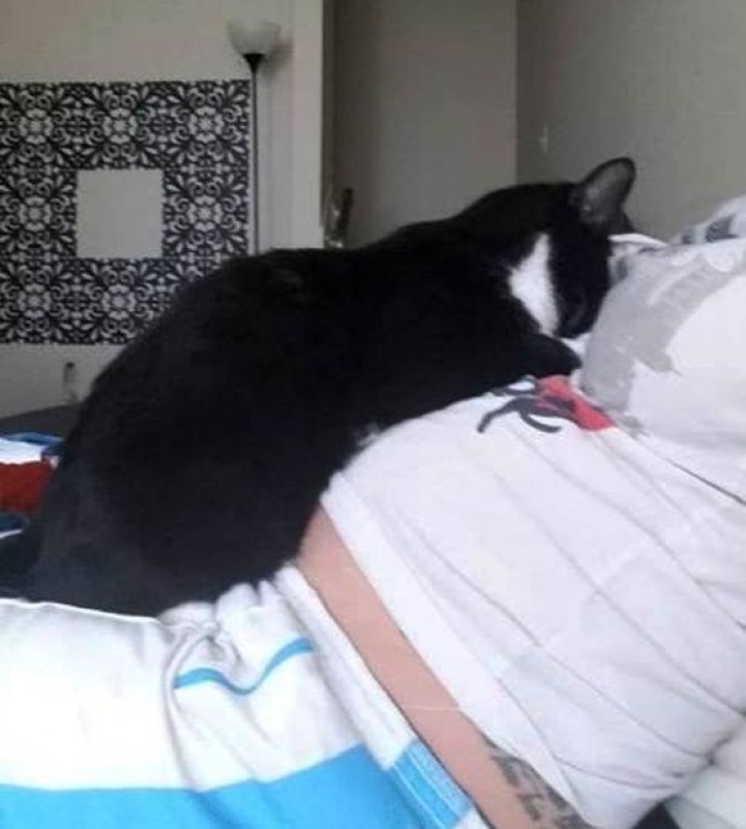 La gata se enamoró del bebé antes de nacer y ahora lo protege La gata se enamoró del bebé antes de nacer y ahora lo protege