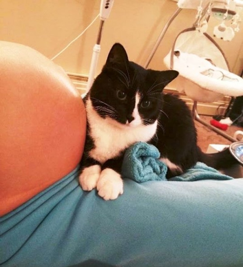 La gata se enamoró del bebé antes de nacer y ahora lo protege La gata se enamoró del bebé antes de nacer y ahora lo protege