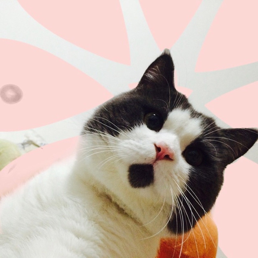 La gata sorprendida Banya, que está asombrada por todo lo que la rodea.