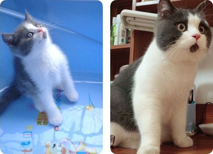 La gata sorprendida Banya, que está asombrada por todo lo que la rodea.