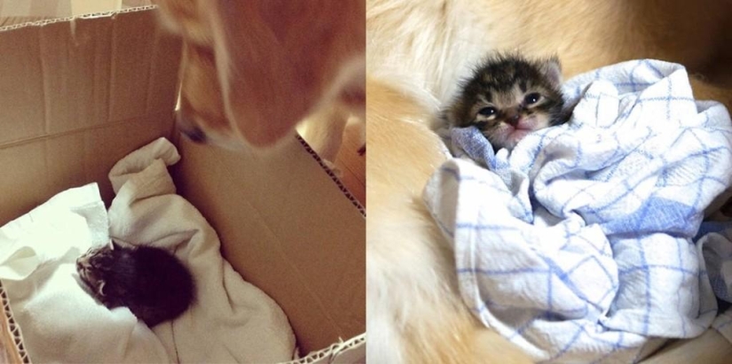 La historia de cómo un perro adoptó a un gato La historia de cómo un perro adoptó a un gato