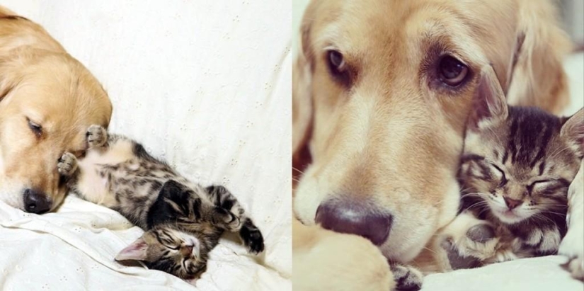 La historia de cómo un perro adoptó a un gato La historia de cómo un perro adoptó a un gato