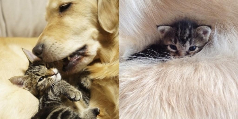 La historia de cómo un perro adoptó a un gato La historia de cómo un perro adoptó a un gato