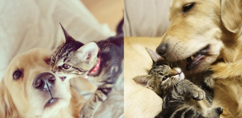 La historia de cómo un perro adoptó a un gato La historia de cómo un perro adoptó a un gato