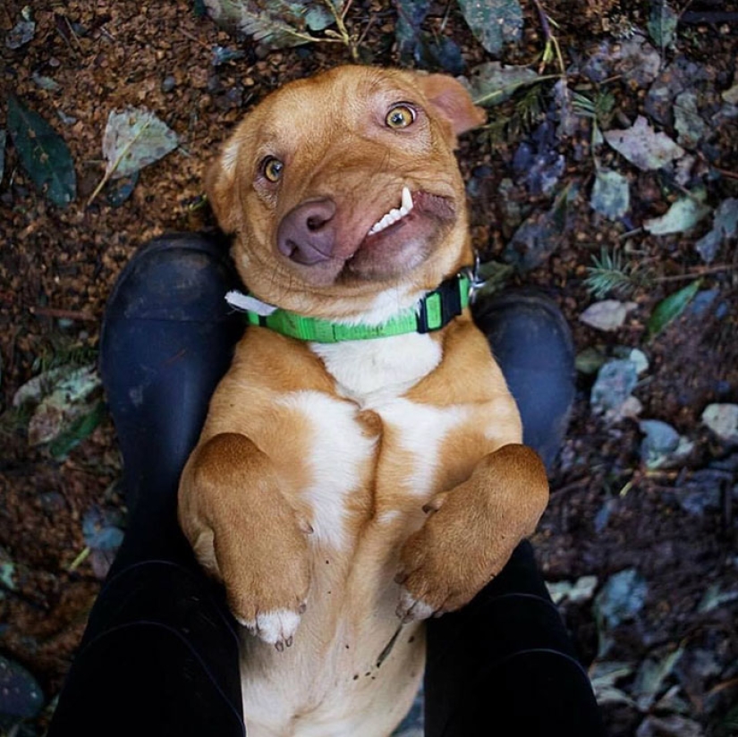 La historia de Picasso, un maravilloso perro imperfecto que nadie quería llevarse a casa