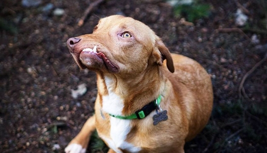 La historia de Picasso, un maravilloso perro imperfecto que nadie quería llevarse a casa La historia de Picasso, un maravilloso perro imperfecto que nadie quería llevarse a casa