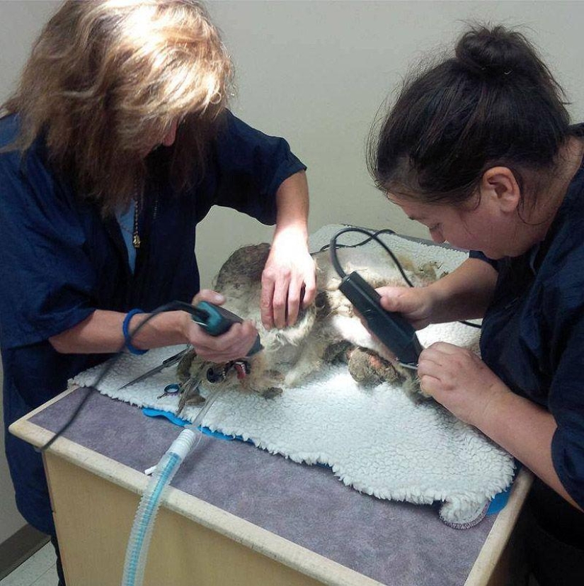 La historia de Shrek: un perro abandonado que encontró un hogar