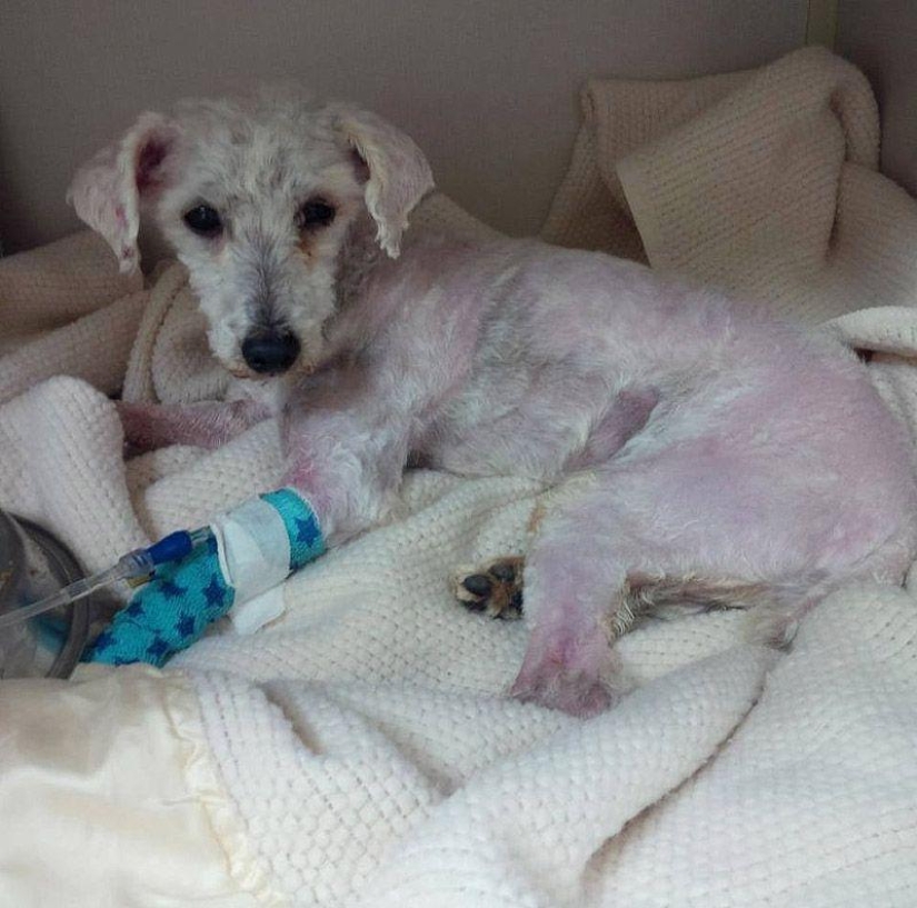 La historia de Shrek: un perro abandonado que encontró un hogar