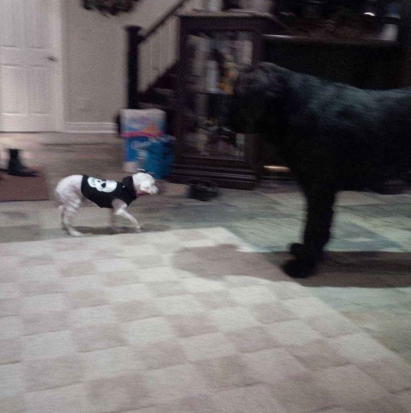 La historia de Shrek: un perro abandonado que encontró un hogar