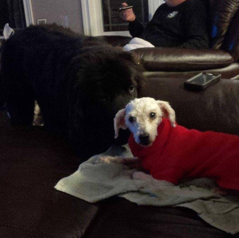 La historia de Shrek: un perro abandonado que encontró un hogar