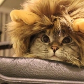 La historia del gato más famoso de Instagram