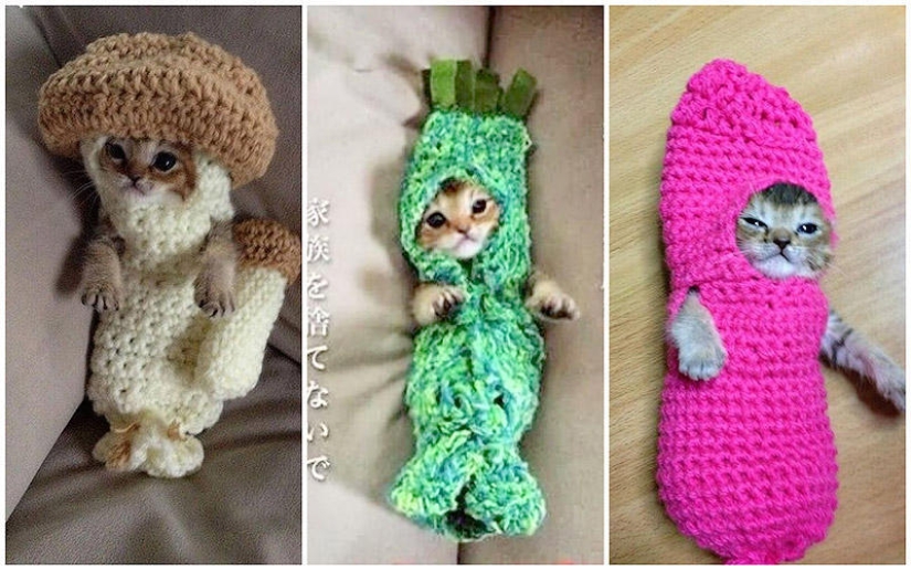 La historia más conmovedora de una gatita con final triste