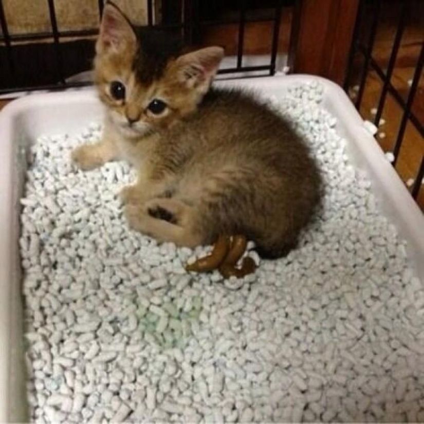 La historia más conmovedora de una gatita con final triste