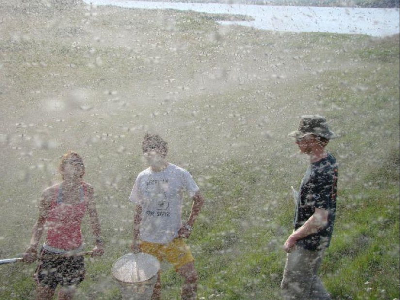 La invasión de mosquitos en Wisconsin