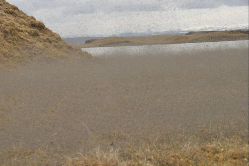 La invasión de mosquitos en Wisconsin