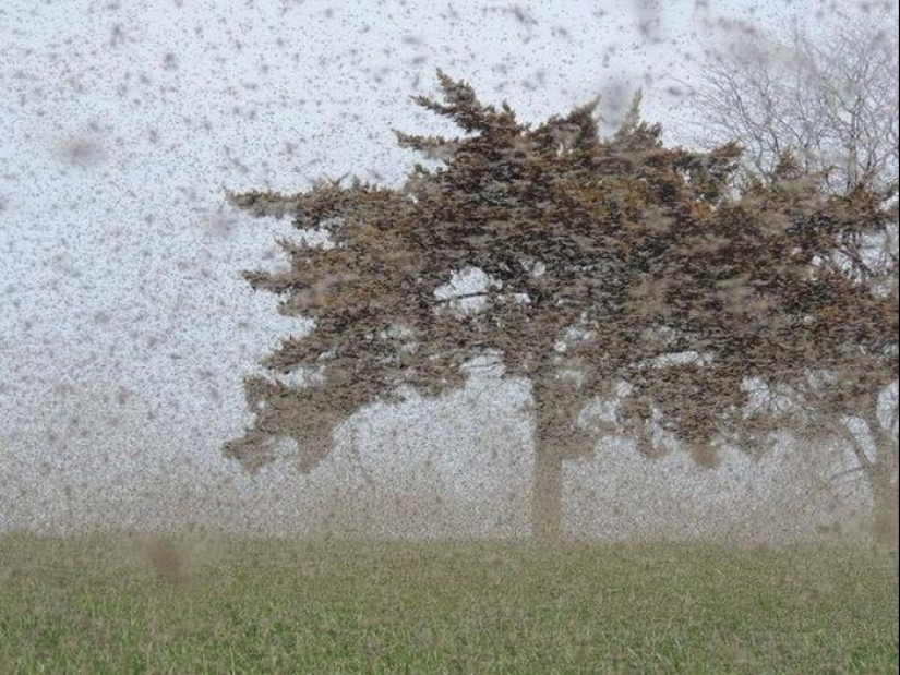 La invasión de mosquitos en Wisconsin