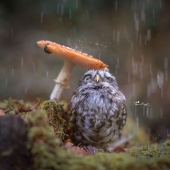¡La última celebridad en Internet es un pequeño búho!