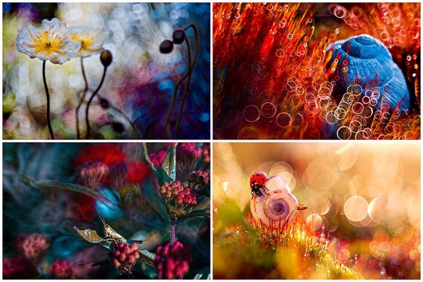 La magia de la fotografía macro por Magdalena Vasicek