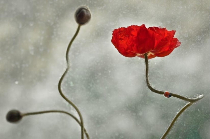 La magia de la fotografía macro por Magdalena Vasicek