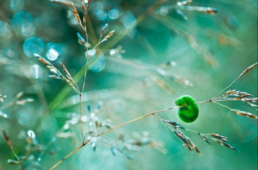 La magia de la fotografía macro por Magdalena Vasicek