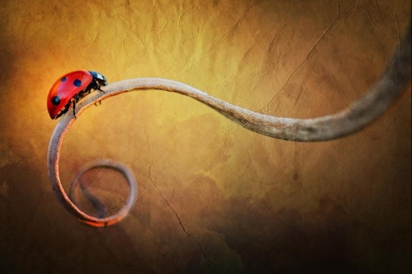 La magia de la fotografía macro por Magdalena Vasicek