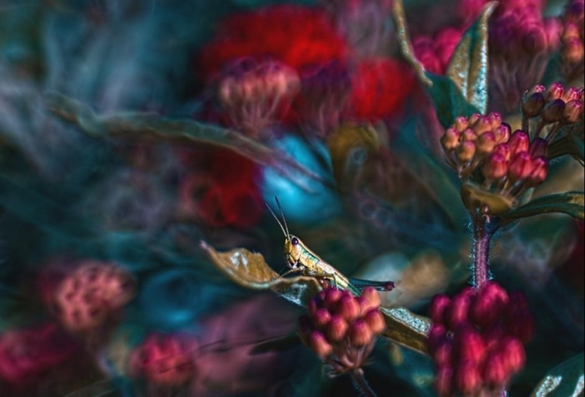 La magia de la fotografía macro por Magdalena Vasicek