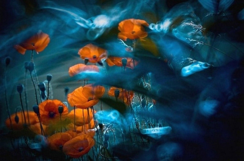 La magia de la fotografía macro por Magdalena Vasicek