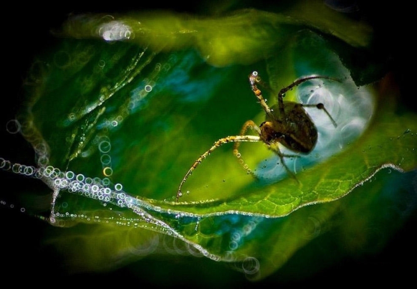 La magia de la fotografía macro por Magdalena Vasicek