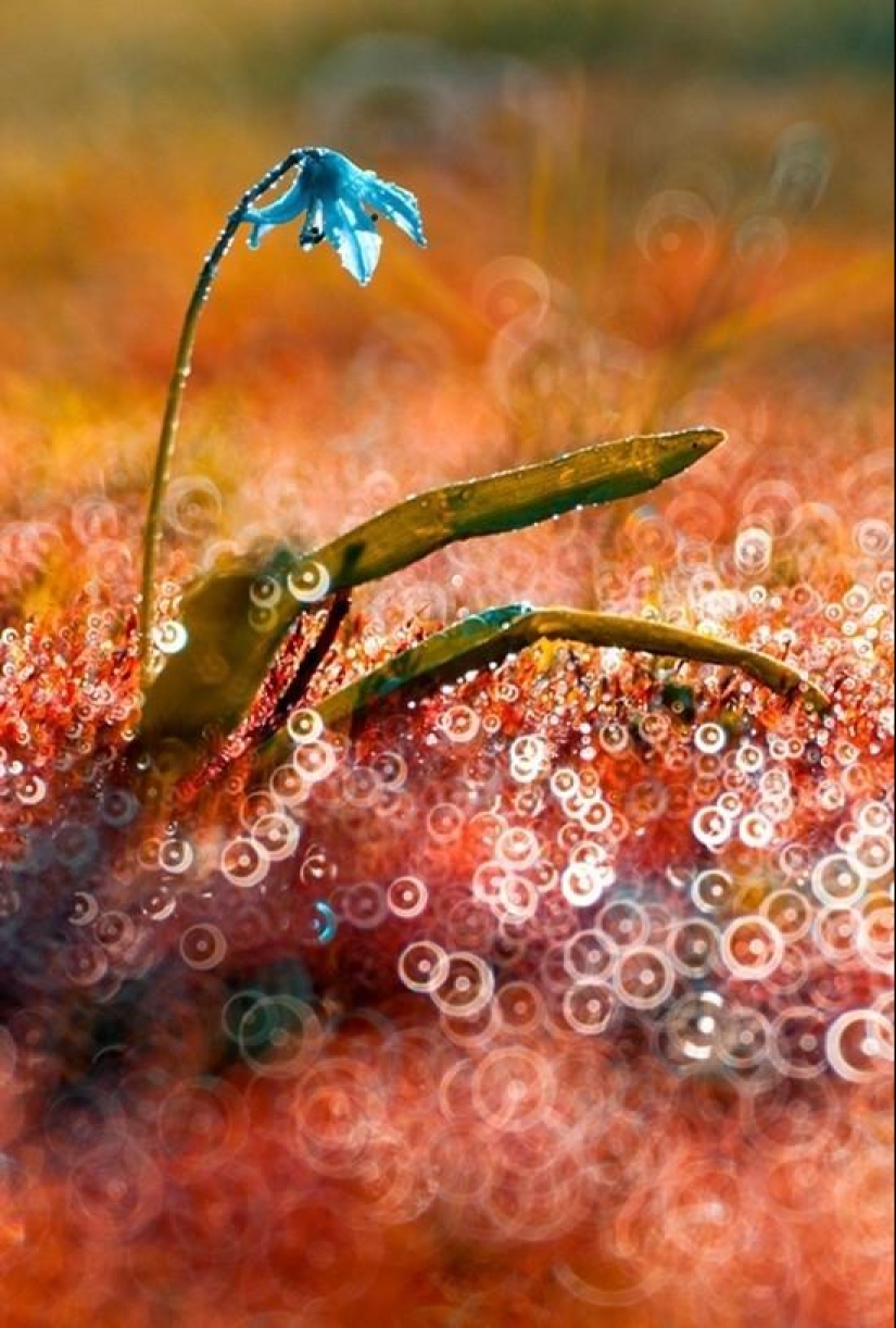 La magia de la fotografía macro por Magdalena Vasicek