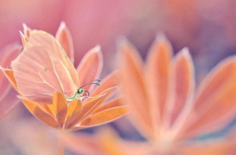 La magia de la fotografía macro por Magdalena Vasicek