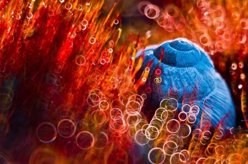 La magia de la fotografía macro por Magdalena Vasicek